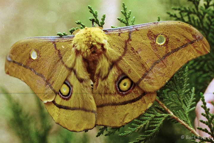 Scan10076.jpg - Large Moth