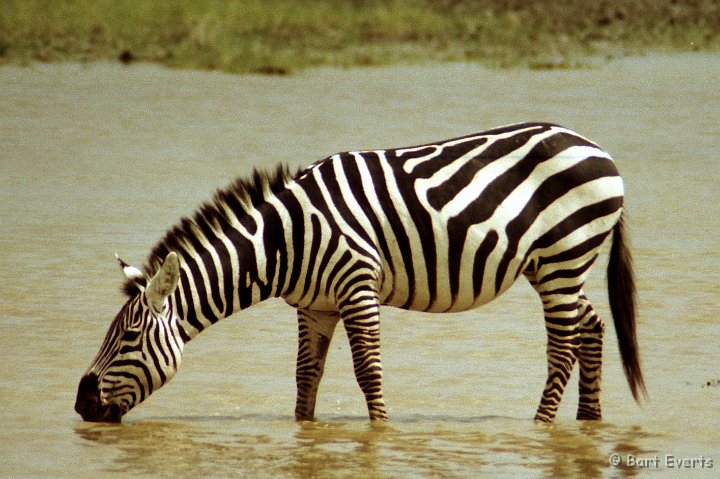 Scan10064.jpg - Burchell's Zebra