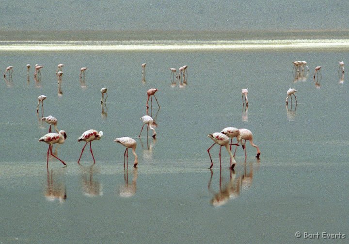 Scan10065.jpg - Litlle Flamingo's