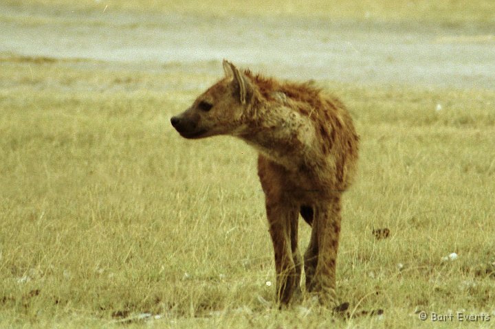 Scan10073.jpg - Spotted Hyena