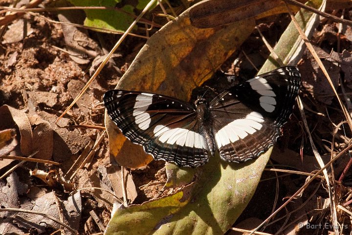 DSC_3549.jpg - Little butterfly