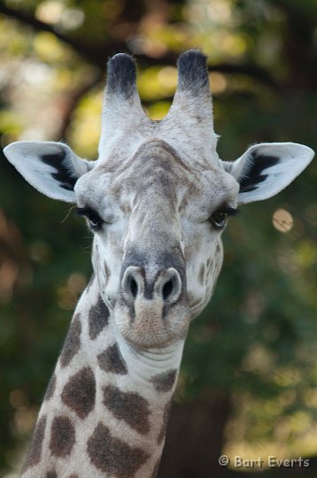 DSC_3127.jpg - Thornicroft Giraffe