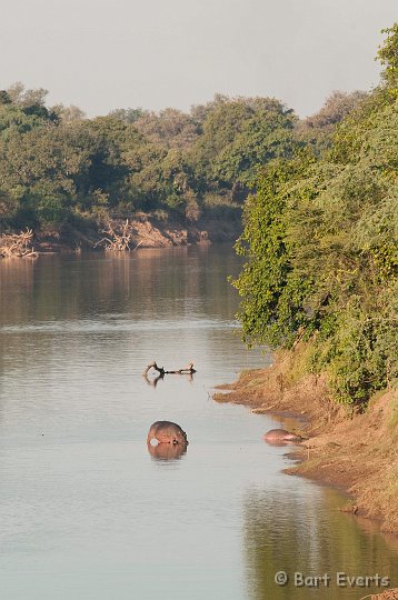 DSC_3133.jpg - Hippo in the Luangwa river