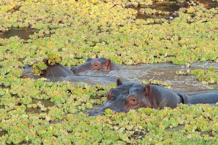 DSC_3146.jpg - Hippos