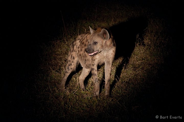 DSC_3184.jpg - Spotted Hyena
