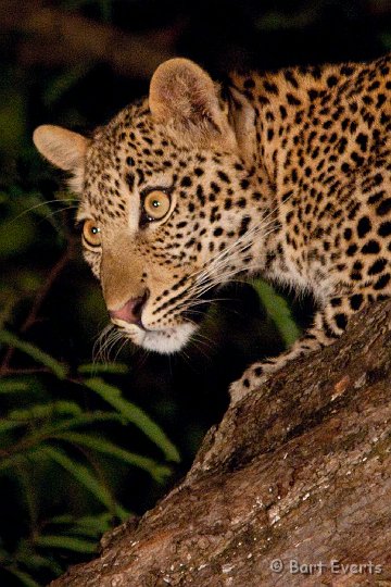 DSC_3292.jpg - Finally in sight: female leopard