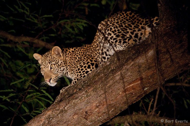 DSC_3296.jpg - leopard