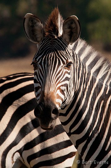 DSC_3377.jpg - Zebra