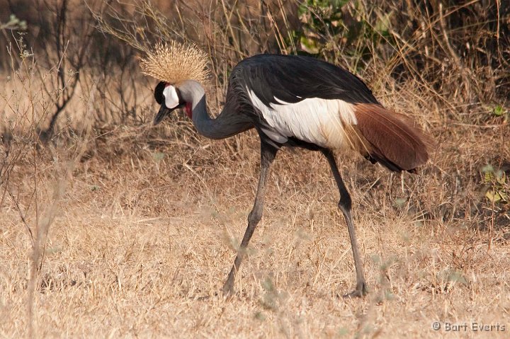 DSC_3428.jpg - Grey-crowned Crane
