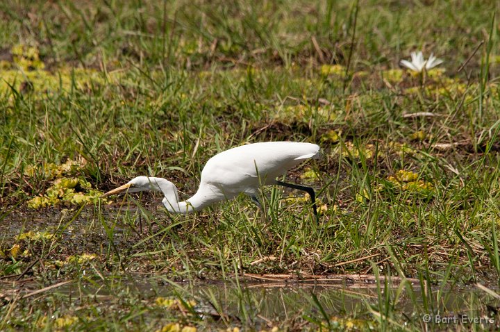 DSC_3441.jpg - Great White Egret