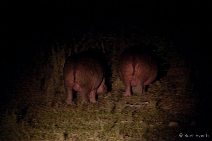 DSC_3496.jpg - Hippos grazing at night