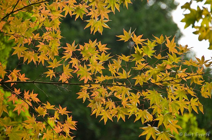 DSC_5131.jpg - maple leaves