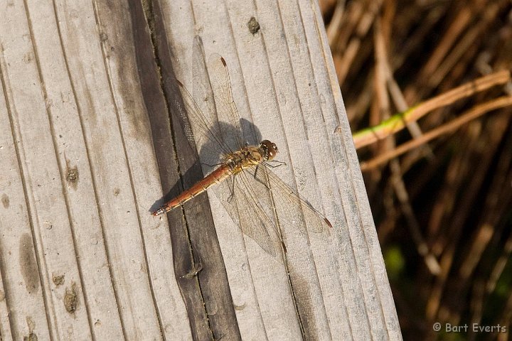 DSC_5257.jpg - Dragonfly