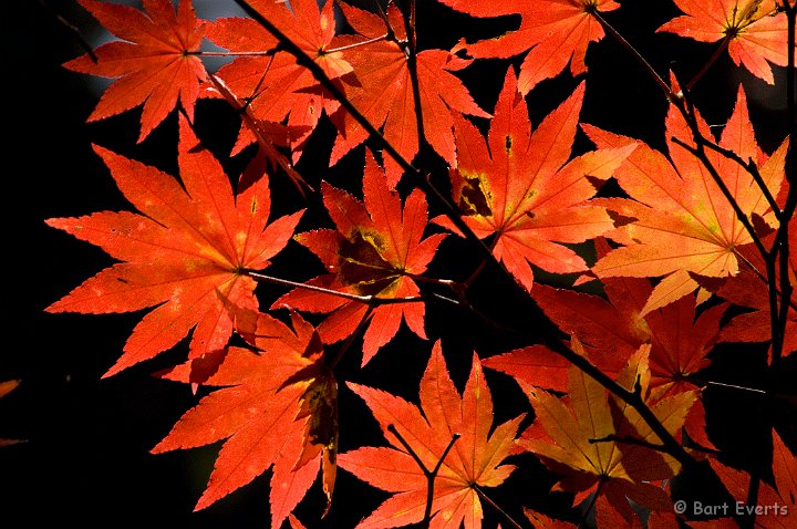 DSC_5280.jpg - Maple leaves