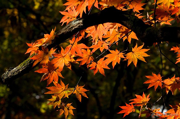 DSC_5281.jpg - Maple Leaves