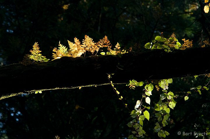 DSC_5429.jpg - Ferns high up in the tree