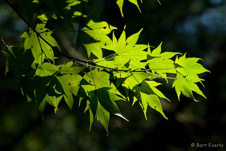 DSC_5437.jpg - stil green maple leaves