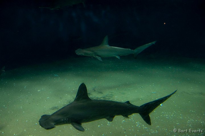 DSC_5491.jpg - Tokyo Sea Life Park: Hammerhead sharks