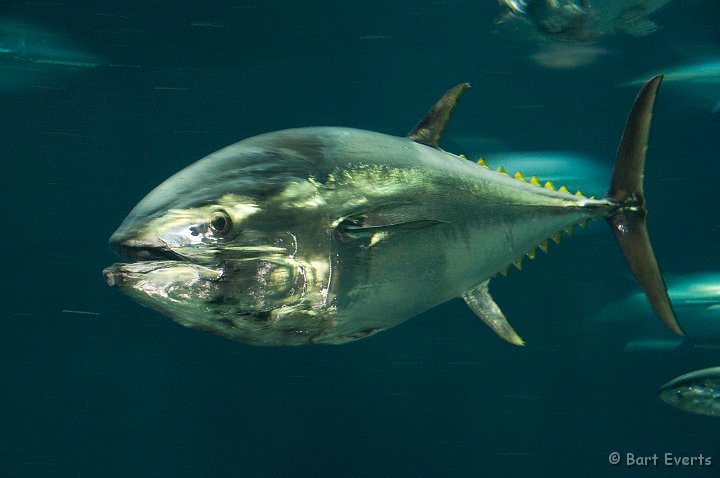 DSC_5528.jpg - The pride of Tokyo Sea Life Park: Tuna fish