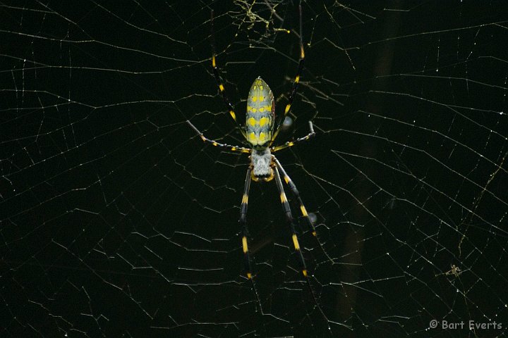 DSC_5570.jpg - Beautiful spiders