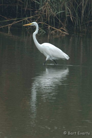 DSC_5577.jpg - Great white Egret