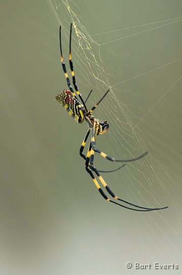 DSC_5598.jpg - Beautiful spider