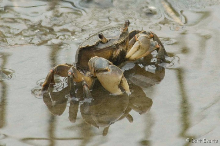 DSC_5614.jpg - Fiddler crab