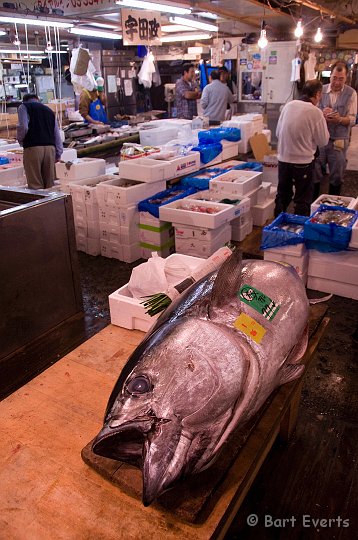 DSC_5478.jpg - the biggest fish market of Japan