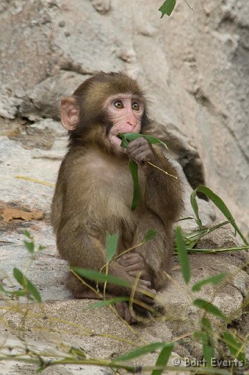 DSC_5632.jpg - Japanese Macaque
