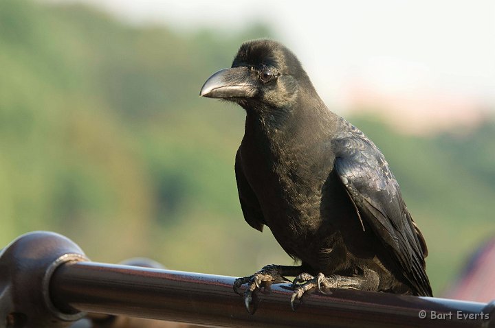 DSC_5646.jpg - Jungle crow