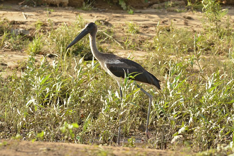 DSC_3209.jpg - young Black-necked Stork