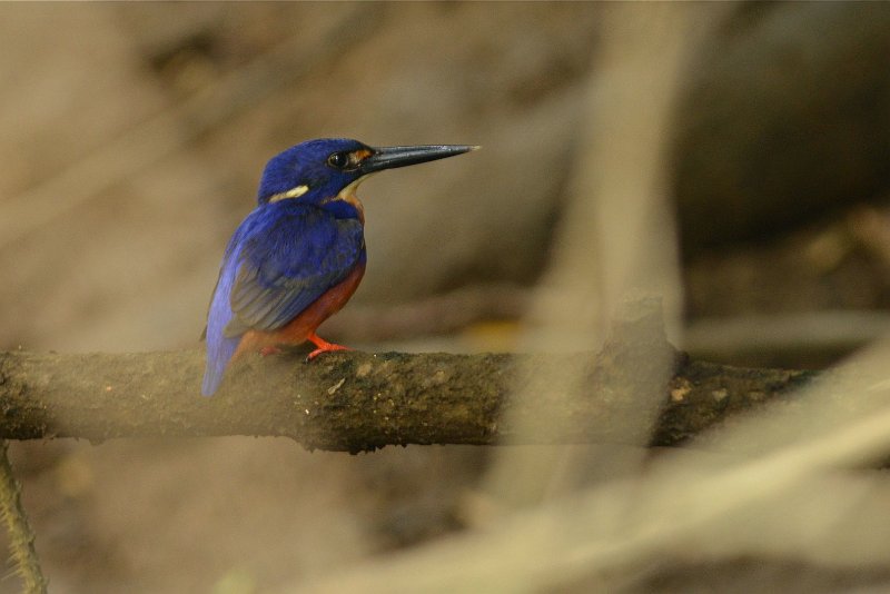 DSC_3235.jpg - Azure Kingfisher