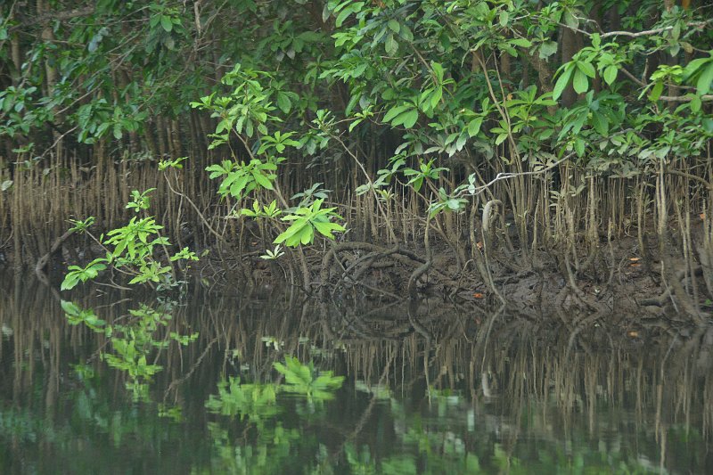 DSC_3243.jpg - Mangroves