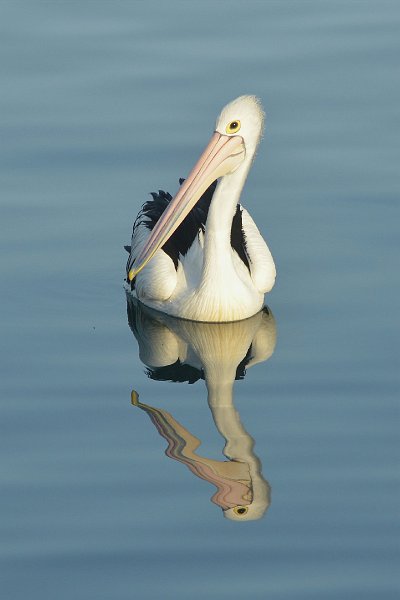 DSC_2205.jpg - Australian Pelican
