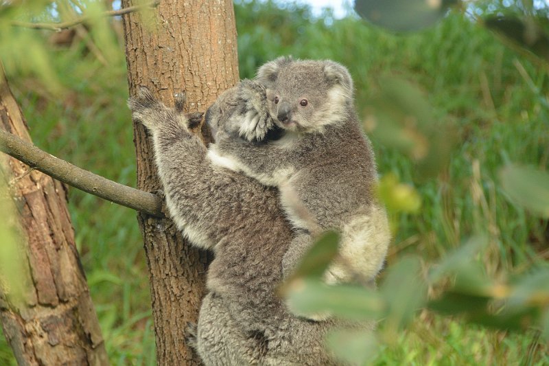 DSC_2733.jpg - Koalas