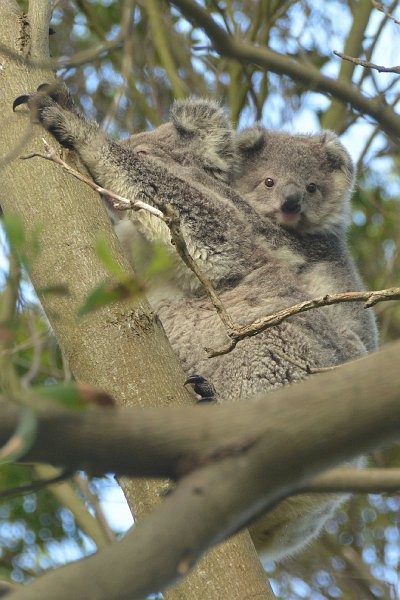 DSC_2739.jpg - Koalas
