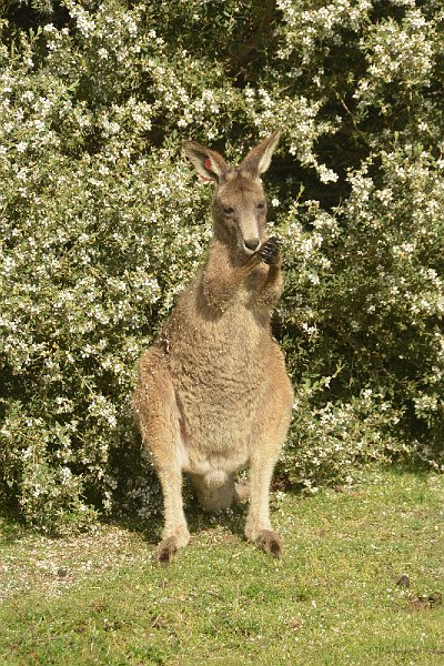 DSC_2761.jpg - Eastern Grey Kangaroo