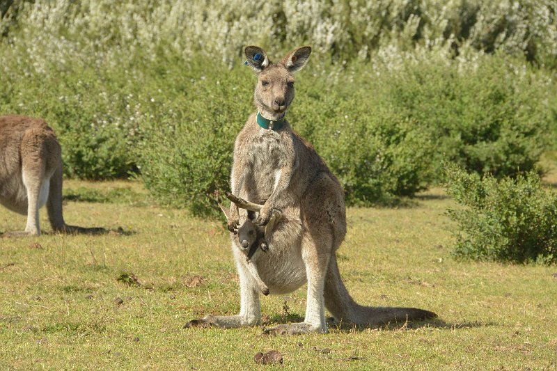 DSC_2764.jpg - Eastern grey Kangaroo