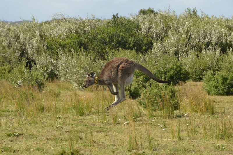 DSC_2770.jpg - Eastern Grey Kangaroo