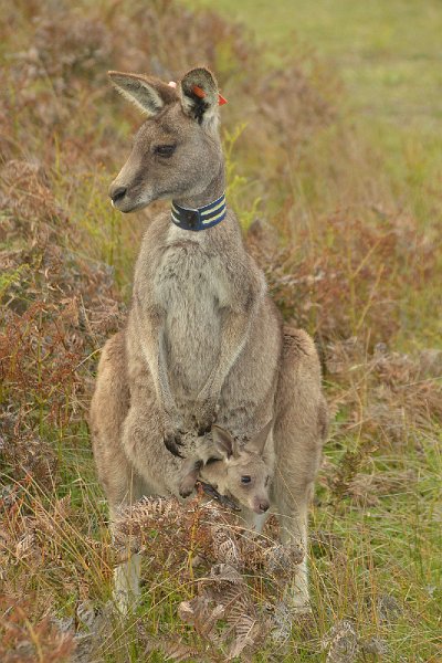 DSC_2843.jpg - eastern grey Kangaroo