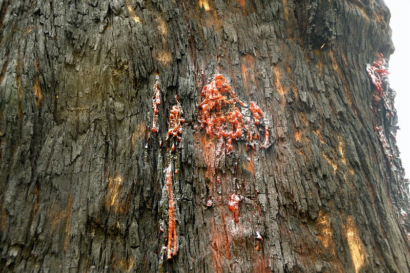 DSC_2845.jpg - bleeding tree