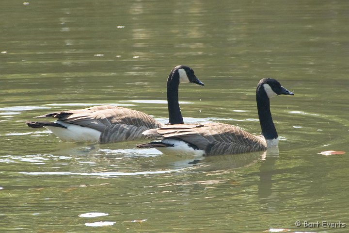 DSC_6996.jpg - Canadian Geese