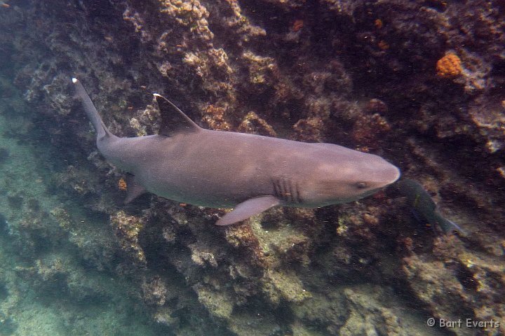 DSC_8377c.jpg - White-tipped reef shark