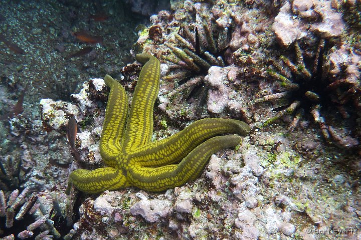 DSC_8841j.jpg - Yellow-spotted starfish