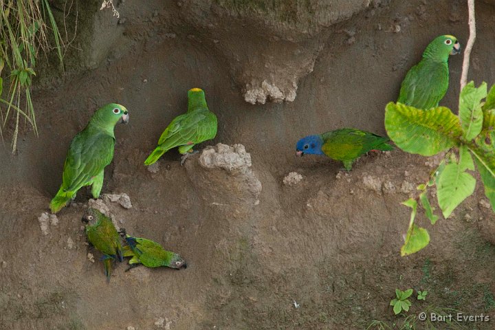 DSC_9971.JPG - Yellow-crowned parrots, Blue-headed parrots and Dusky-headed parakeets