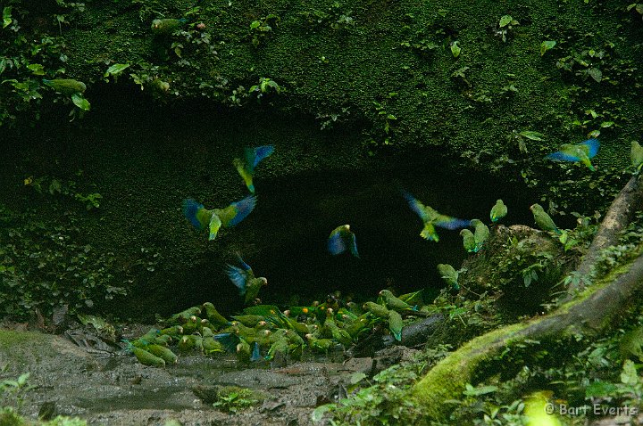 eDSC_0027.JPG - Cobalt-winged parakeets at a second claylick