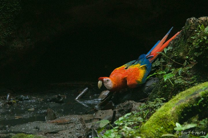 eDSC_0044.JPG - Scarlet-Macaw