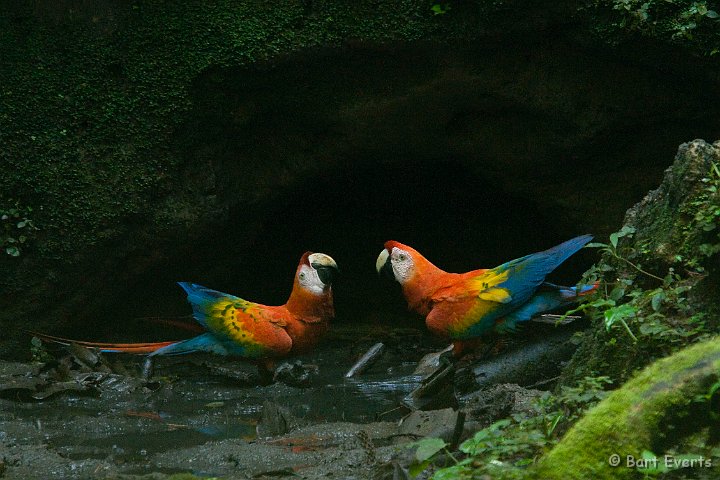 eDSC_0063.JPG - Scarlet-Macaws