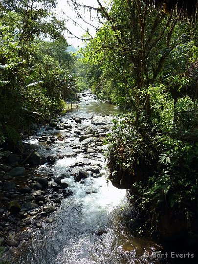 DSC_8039.jpg - River in the cloudforest