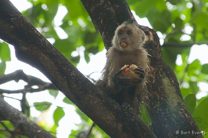 DSC_6284.JPG - Wedge-Capped Capuchin Monkey
